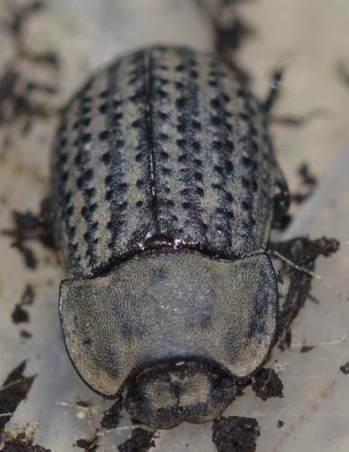 Réf. 251 652 : Opatrum sabulosum